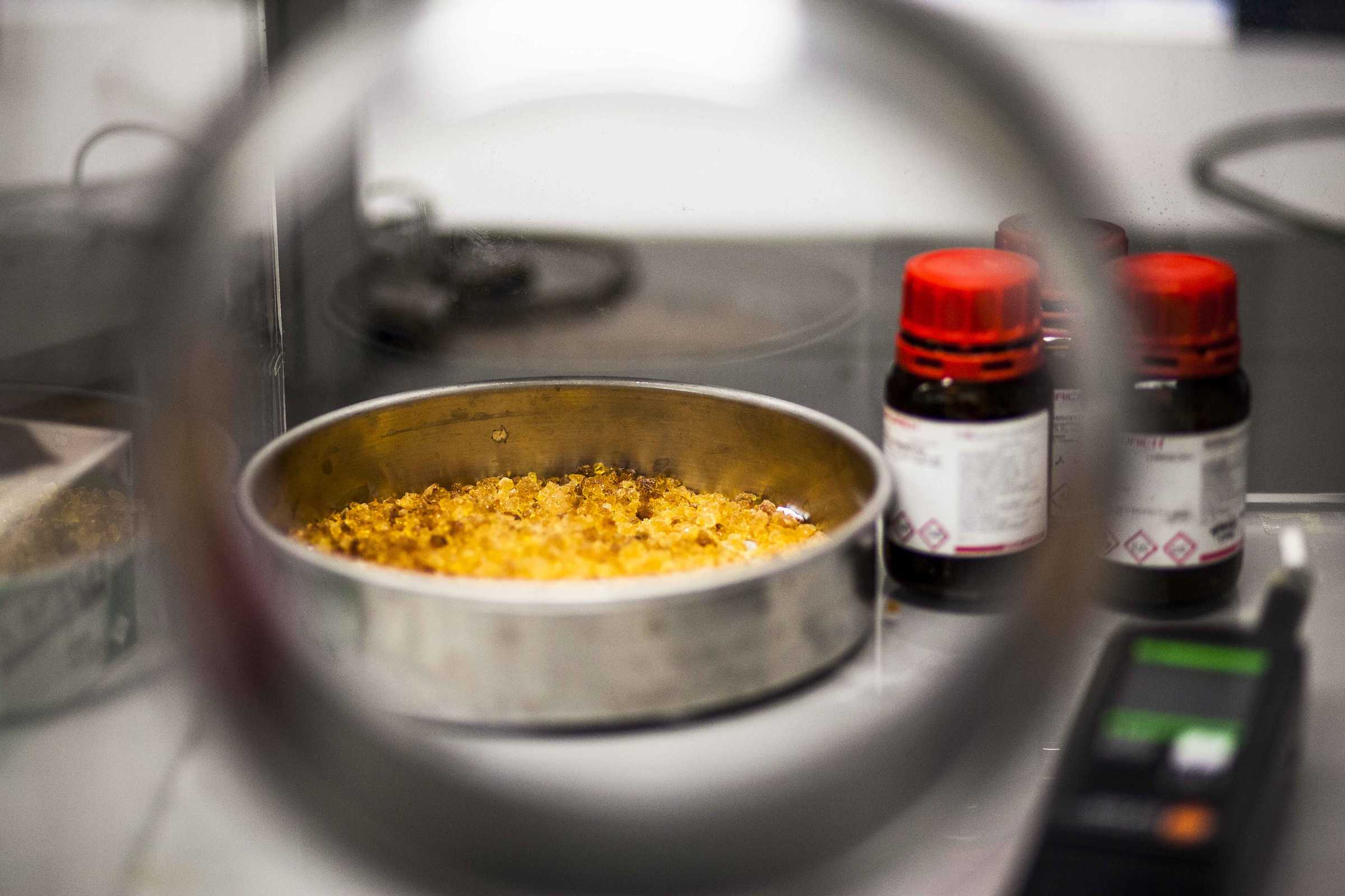 Image of petri dish with yellow contents in lab